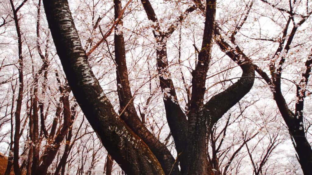 Practical playbook for UK SaaS teams to find Ivory Coast Snapchat creators, reach niche users for free trials and measure real engagement.