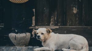 Practical guide for UK advertisers to find and commission Lebanon Takatak creators for visual product reviews, with outreach templates, platform tips and legal notes.