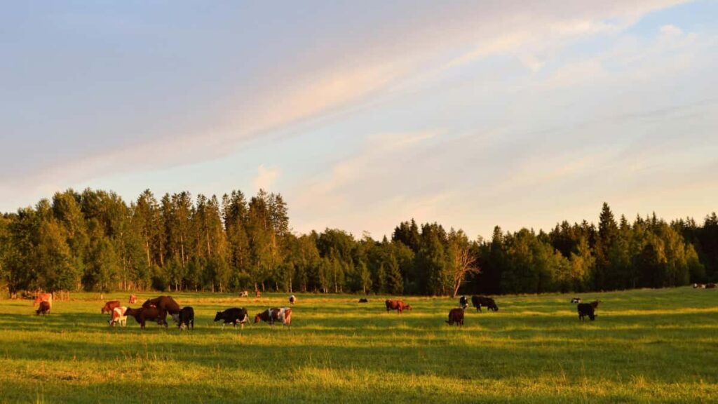 Practical guide for UK advertisers to find Mexico-based Chingari creators to test product concepts, with cultural tips, outreach playbook and measurement.