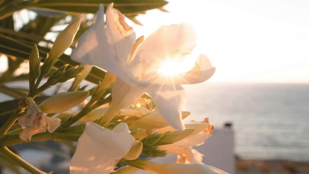 Practical guide for UK advertisers to discover Malaysian Moj creators and run engagement-led campaigns, with data, tools and outreach tactics.