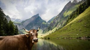 Practical guide for UK creators on contacting Pakistan brands on Moj for giveaways outreach scripts, platform tips, and cultural dos and don'ts.