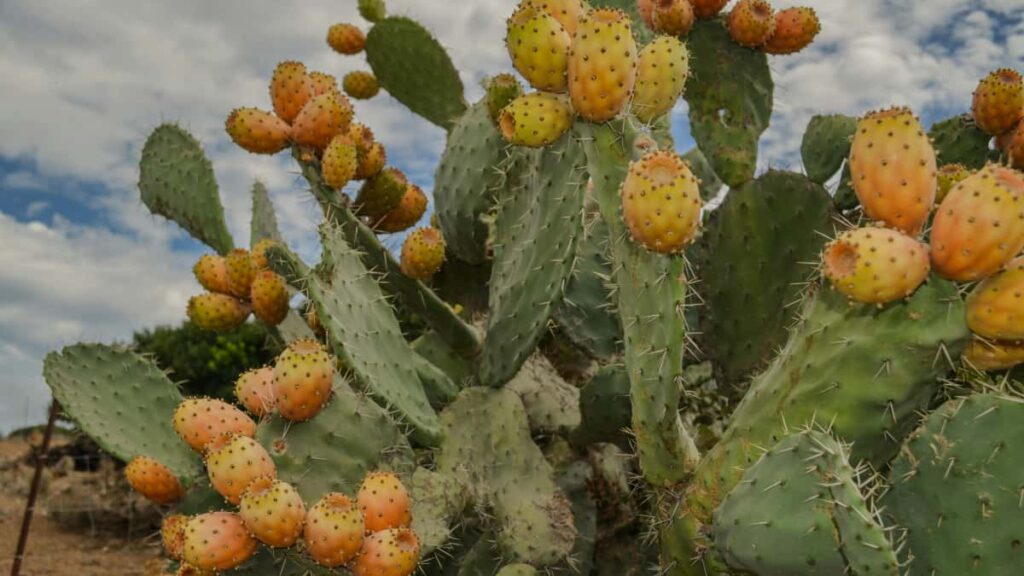 Practical guide for UK advertisers to find and work with Serbia-based Chingari creators to boost brand visibility, using platform tactics, local trends and campaign blueprints.